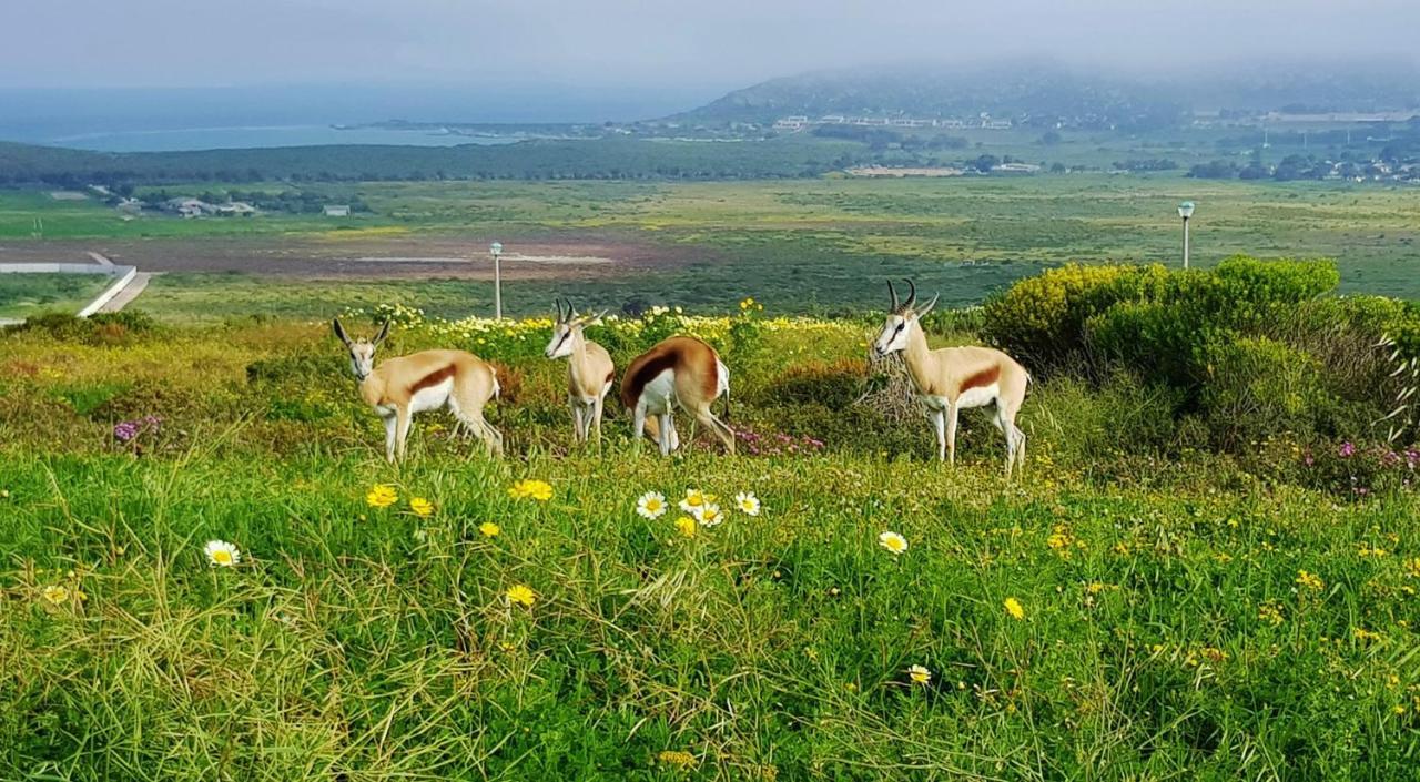Berg En Dal Accommodation Saldanha Bay Zewnętrze zdjęcie